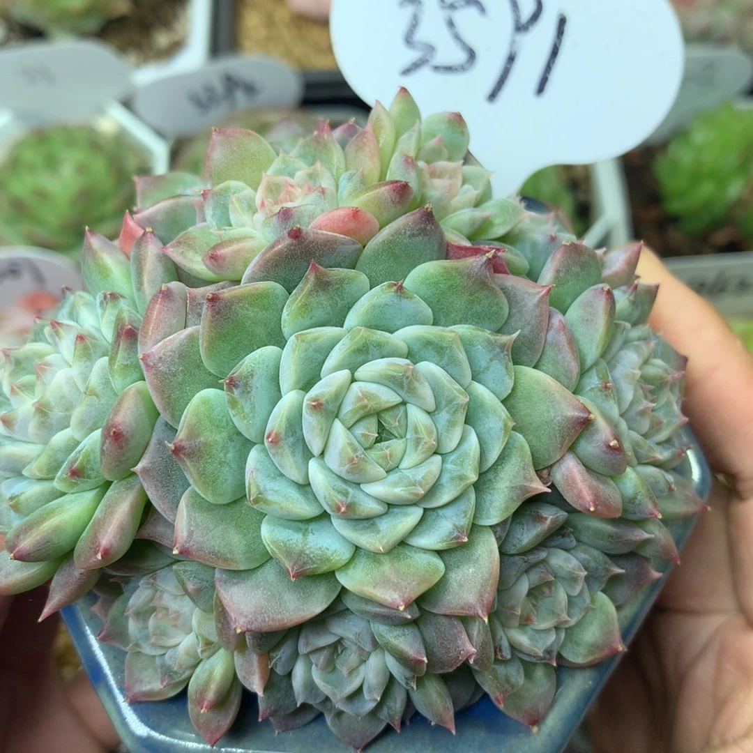 10头钻心冰魄无砍群3591