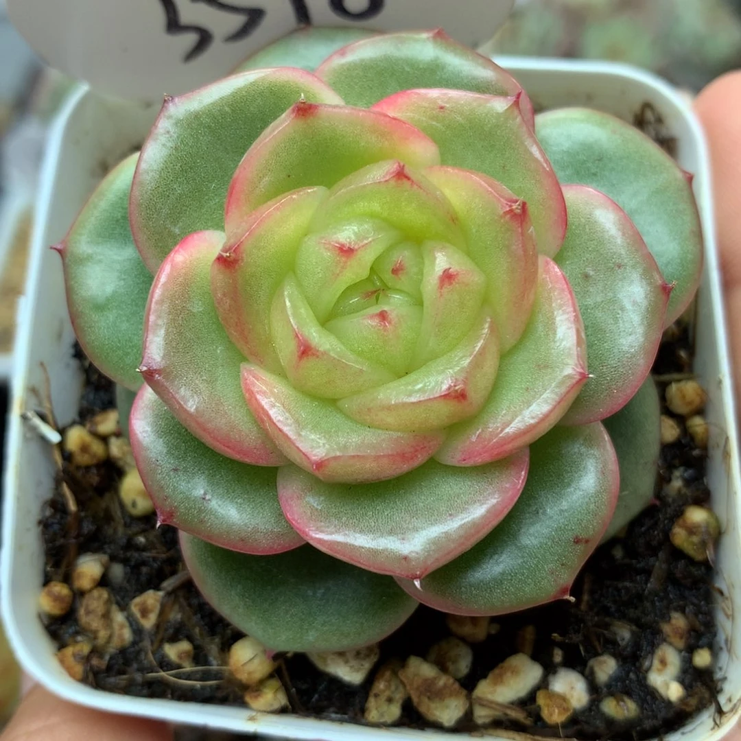 玉芷珍妮单头3598