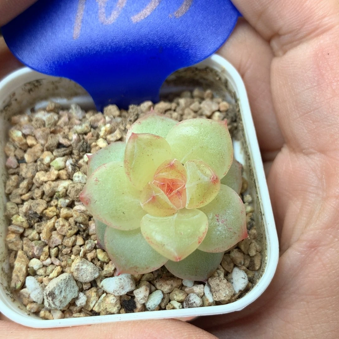 星河珍妮单头1653
