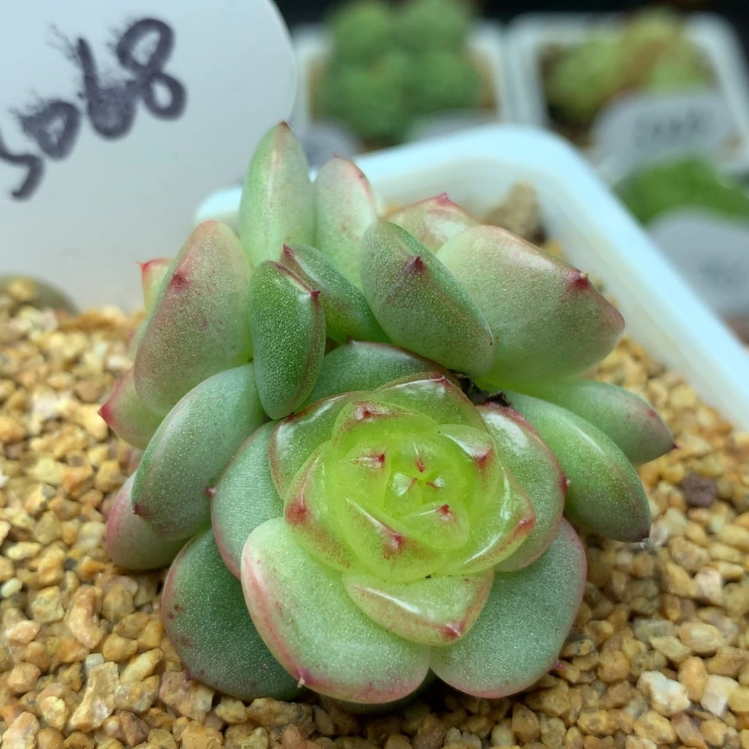 玉芷珍妮3头群3068