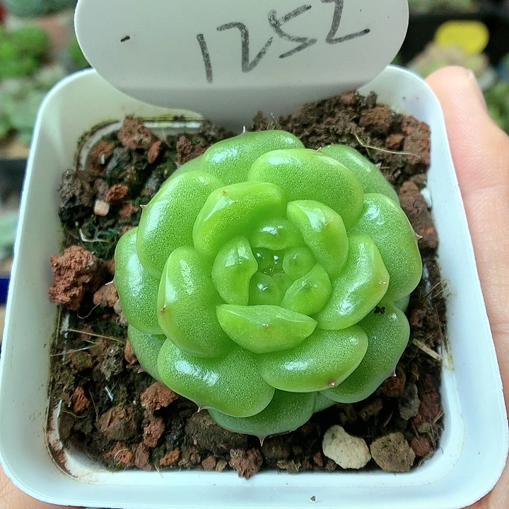 灯泡珍妮单头1252