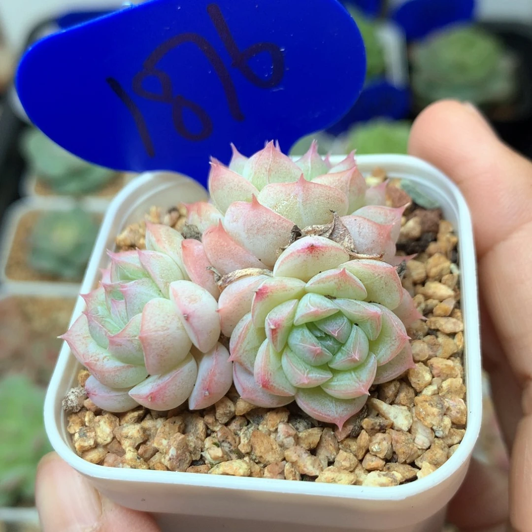 3头白桃汽水1876