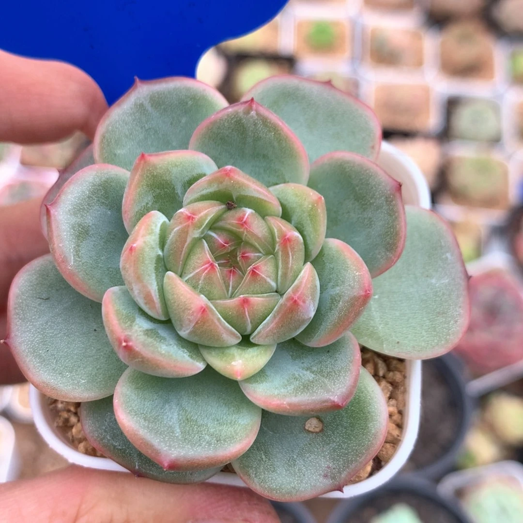 油透暗纹珍妮单头1528