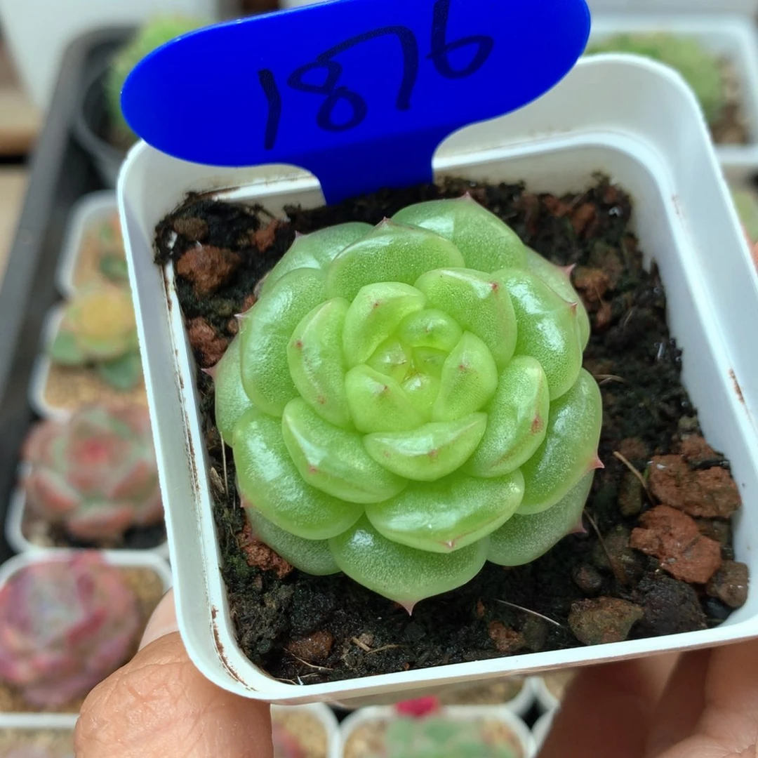 灯泡珍妮单头1876