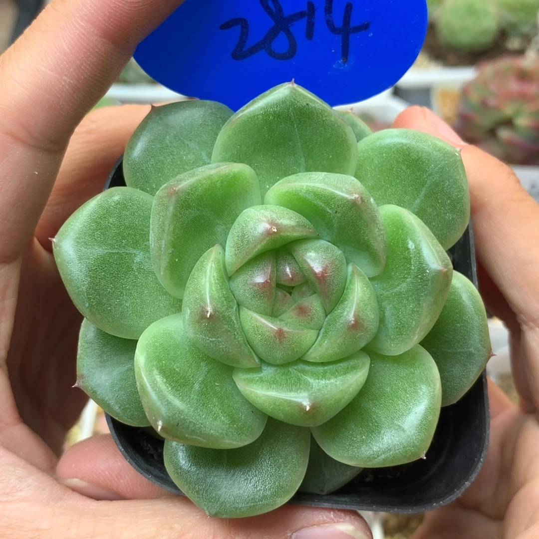 珍妮麦秆单头2814