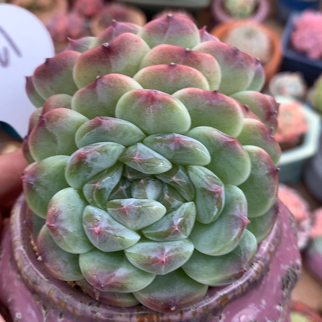 绿透抹茶泡芙冰魄3221