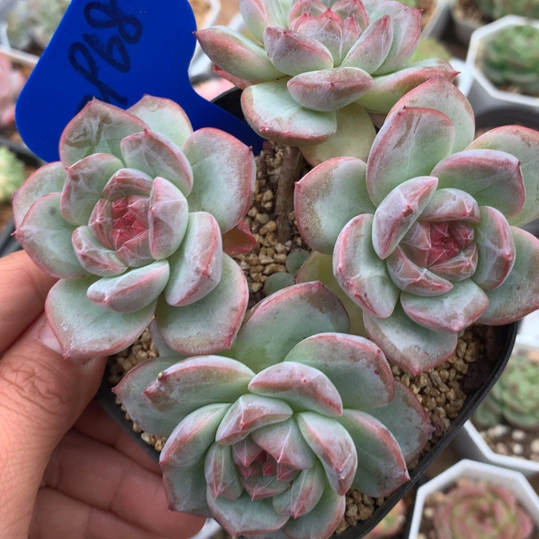 粉钻心珍妮老桩2968