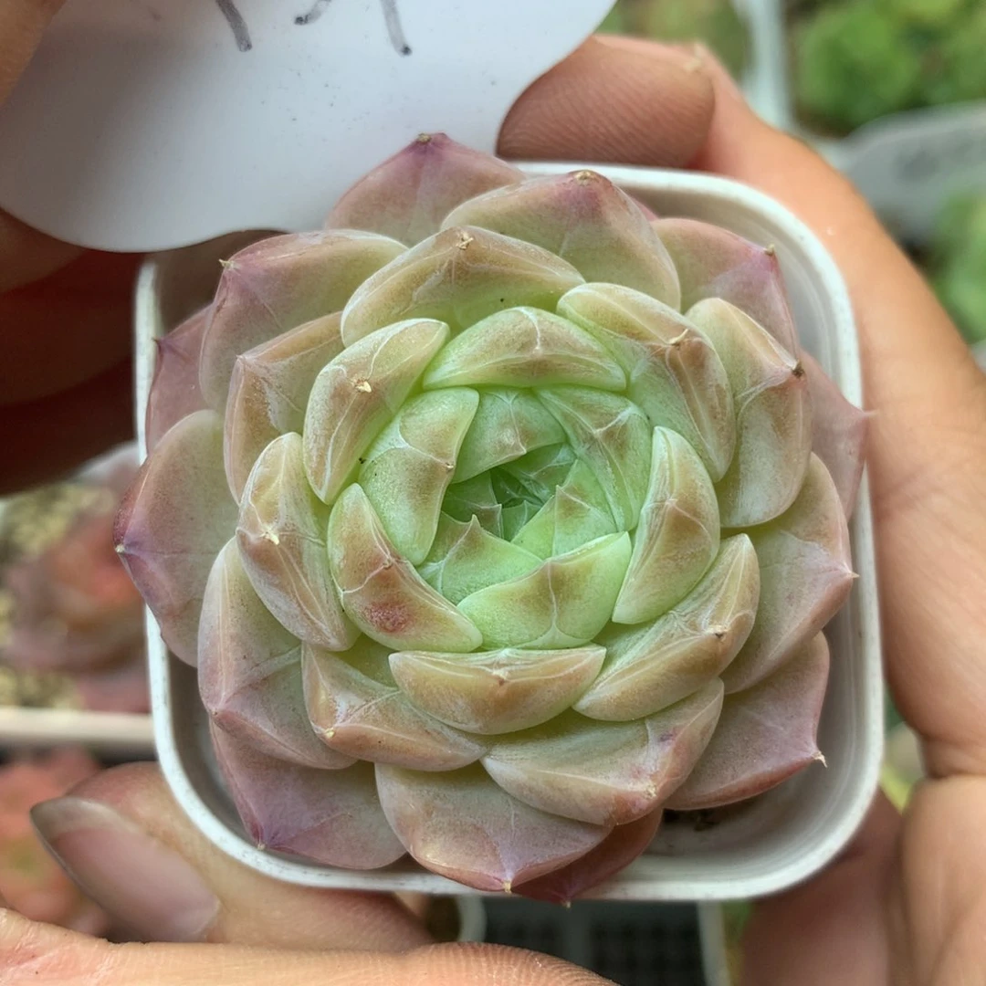 黄透暗纹冰魄1373