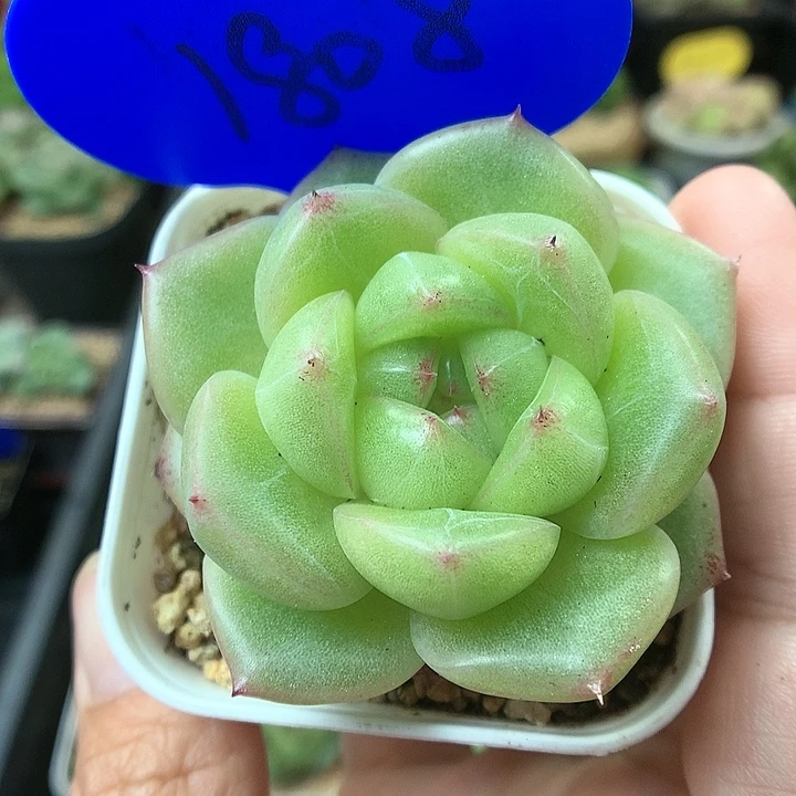 M100珍妮麦秆单头1808