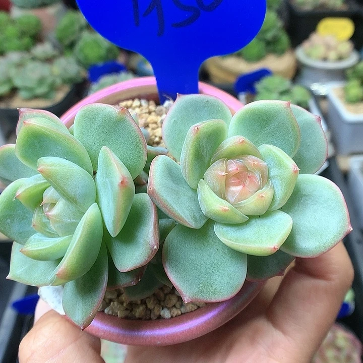 粉油透珍妮老桩1950