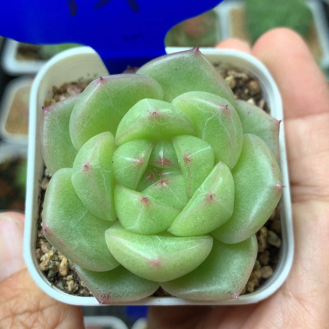 珍妮麦秆单头1592