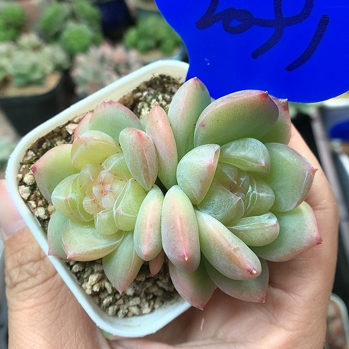 糯心暗纹珍妮双头2091