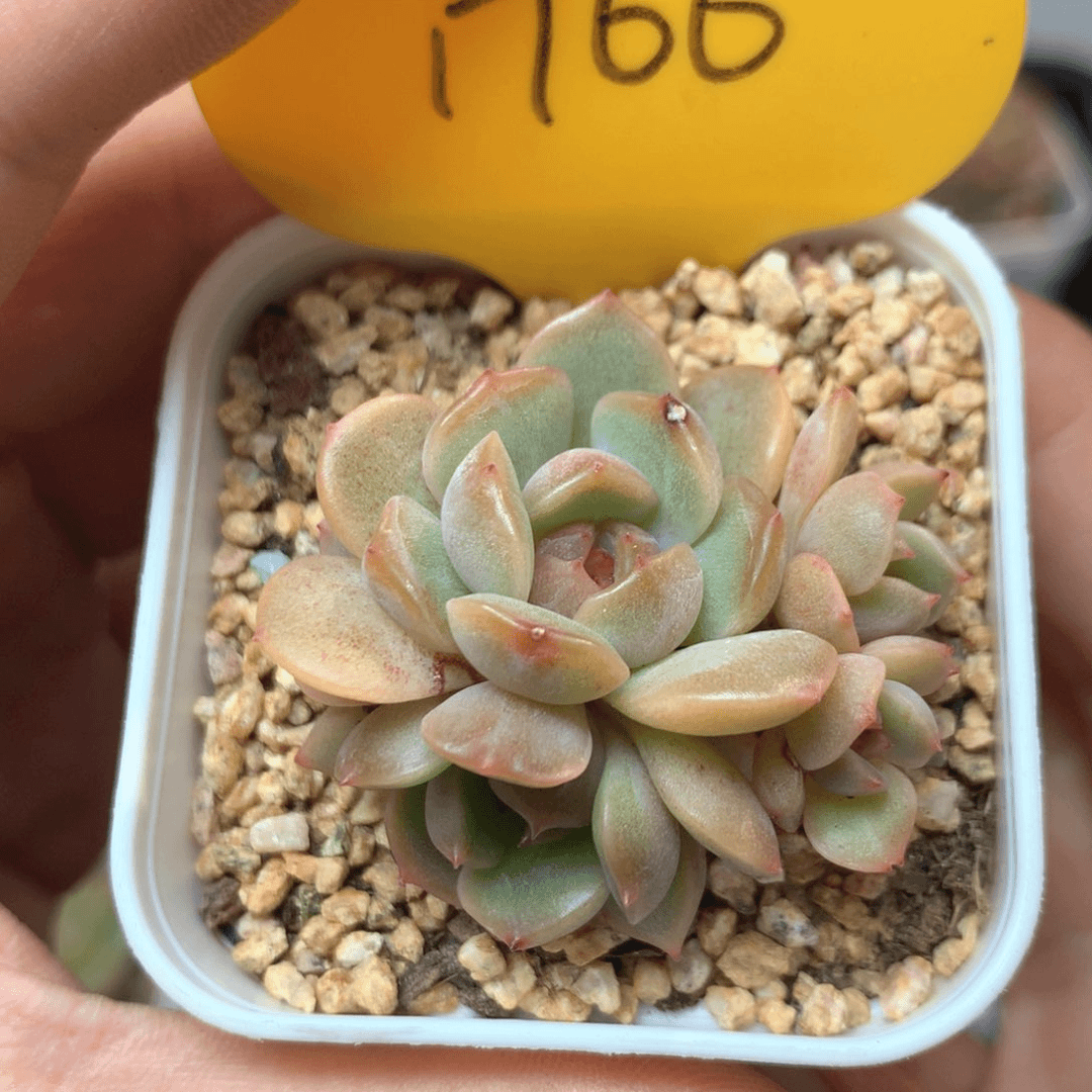 5头红色恋人无砍群1766