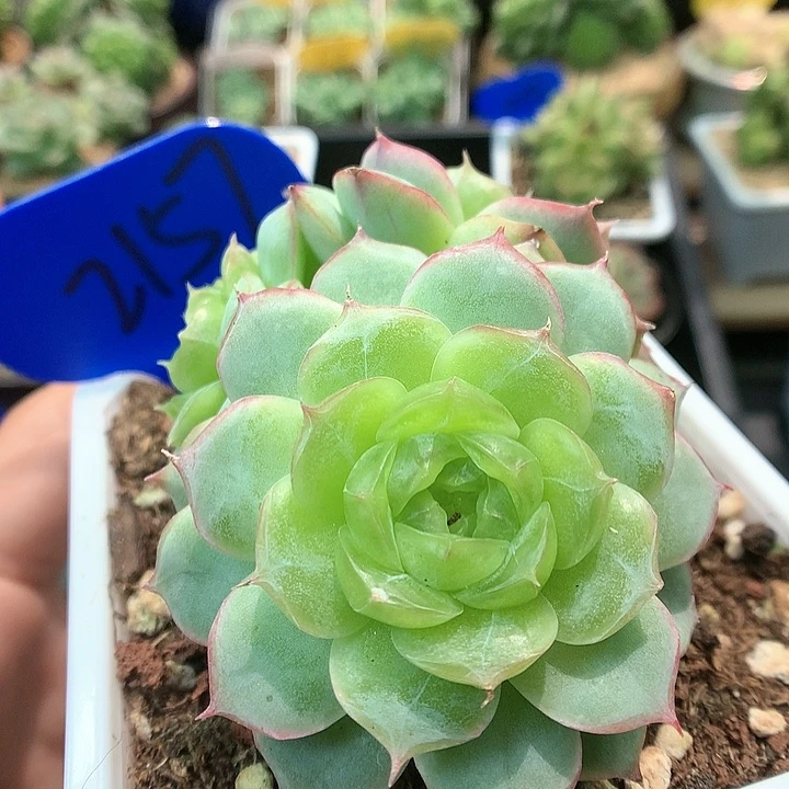 蔷薇珍妮3头群2157