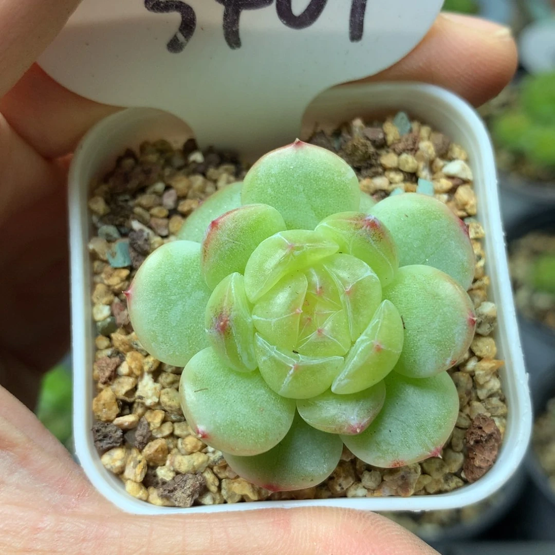 油透暗纹珍妮3467