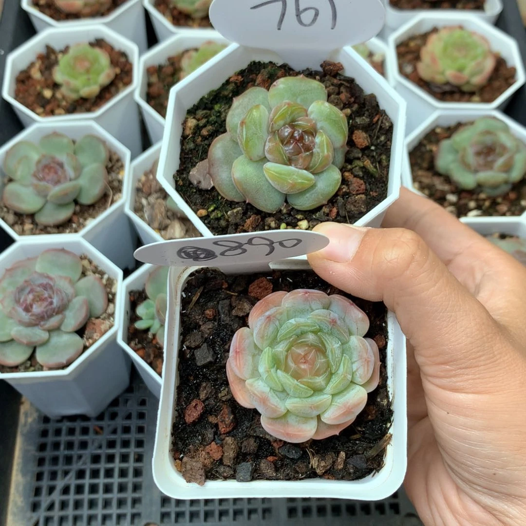 芋****狗红，白恋两颗761.890