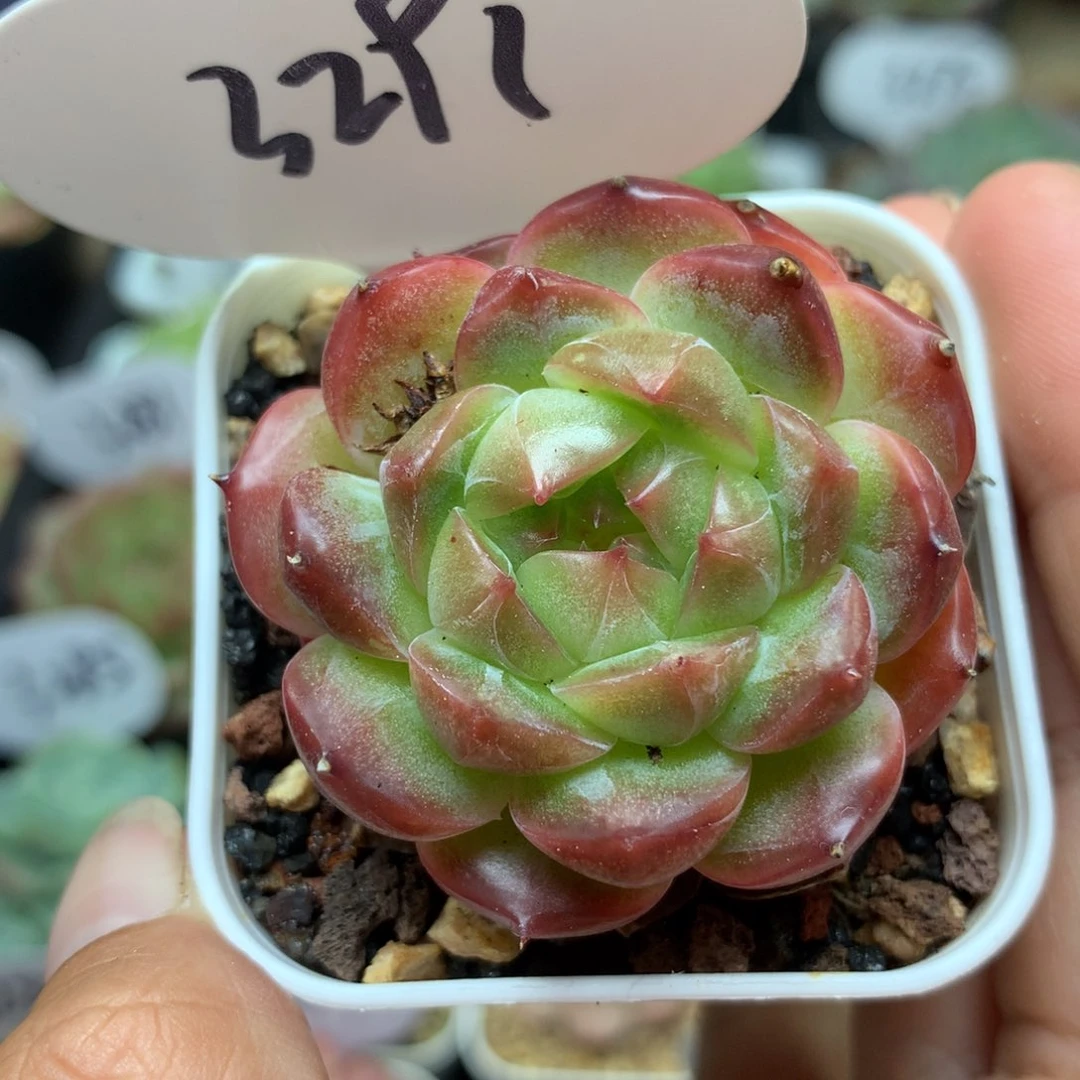 红油透暗纹珍妮3291