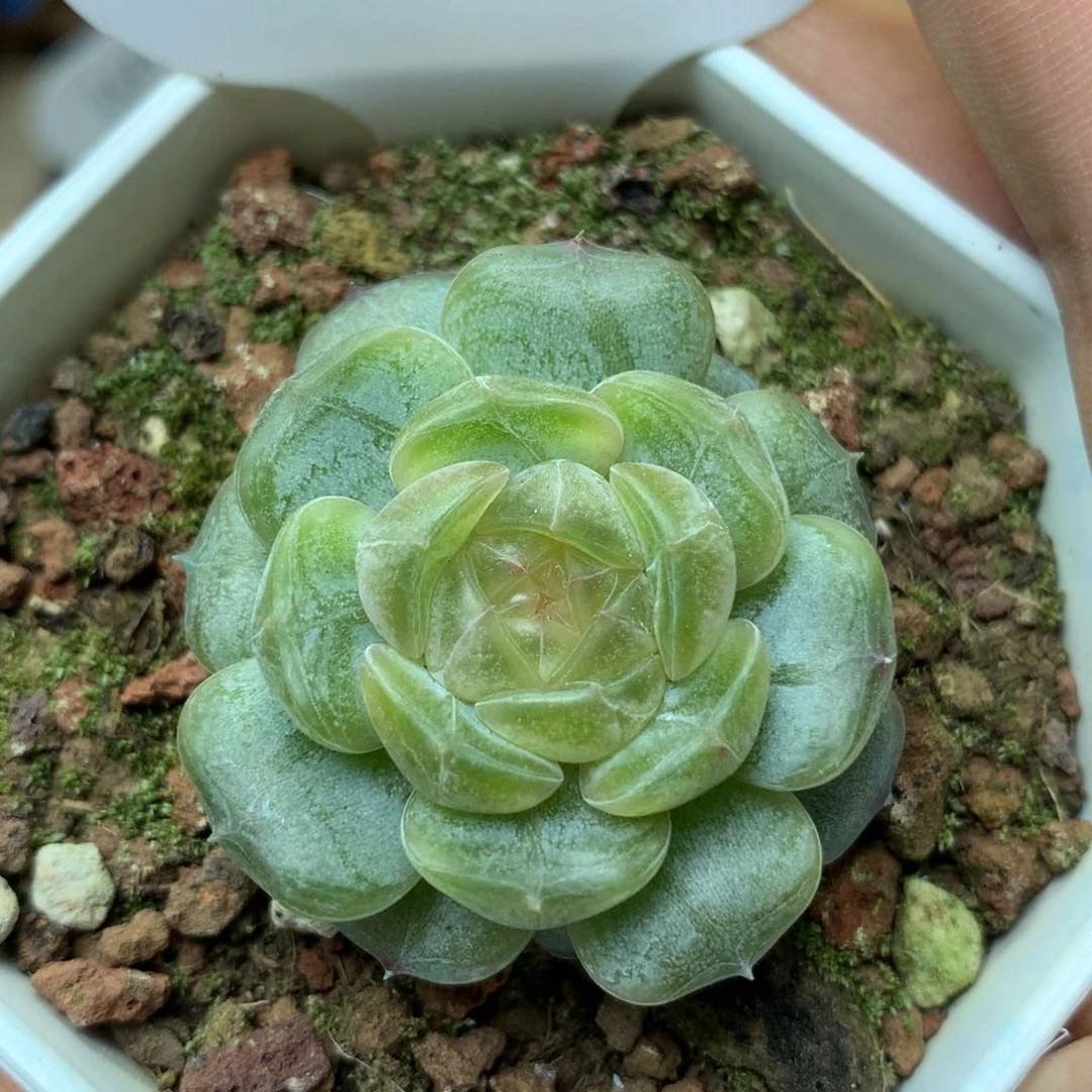 黄心白色恋人单头23