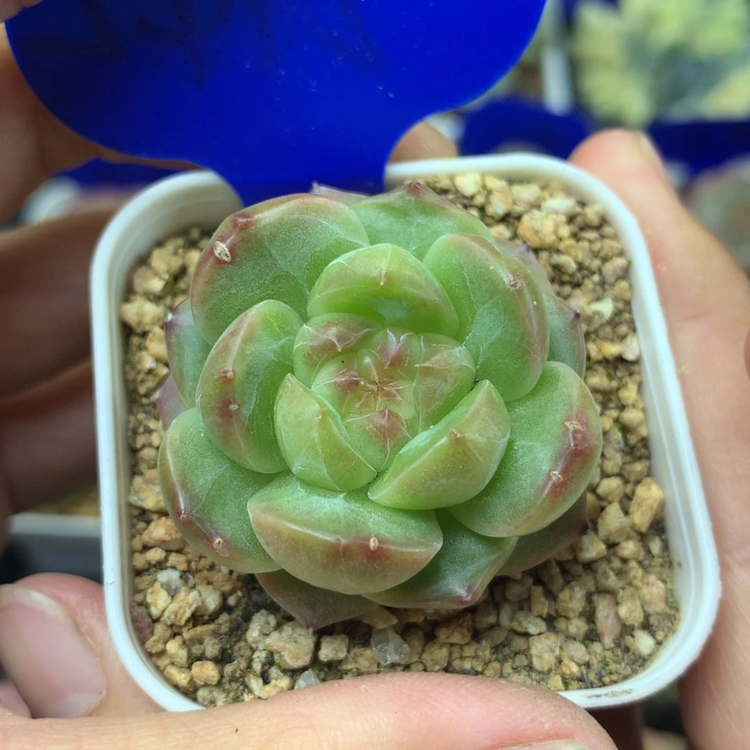 绿透钻珍妮单头2142