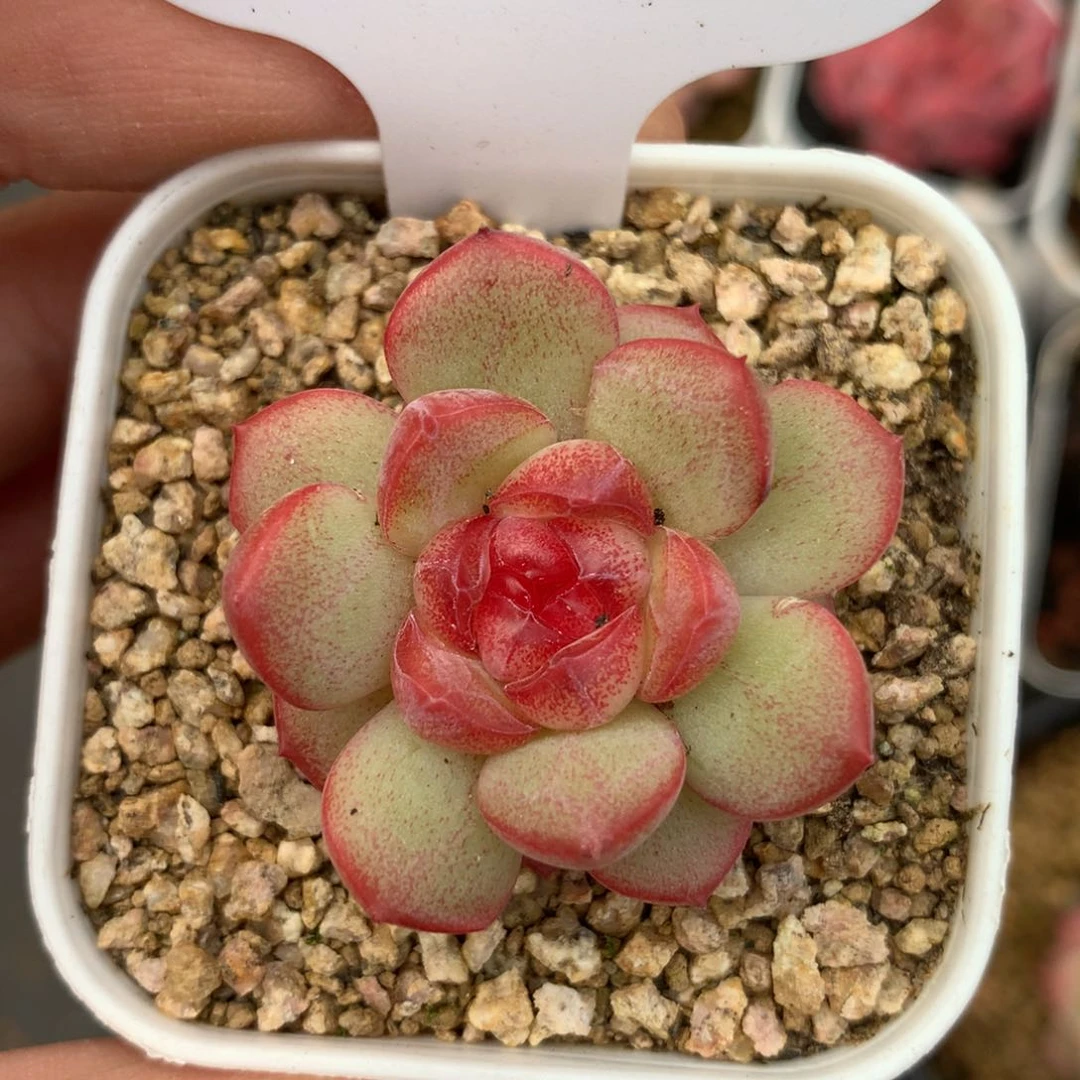 琴心单头3574多肉