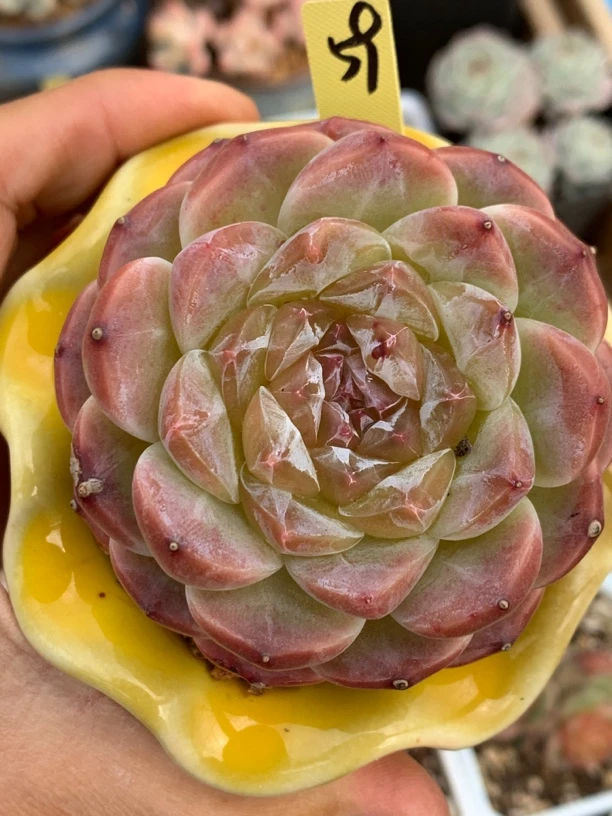 橘心冰魄单头59多肉