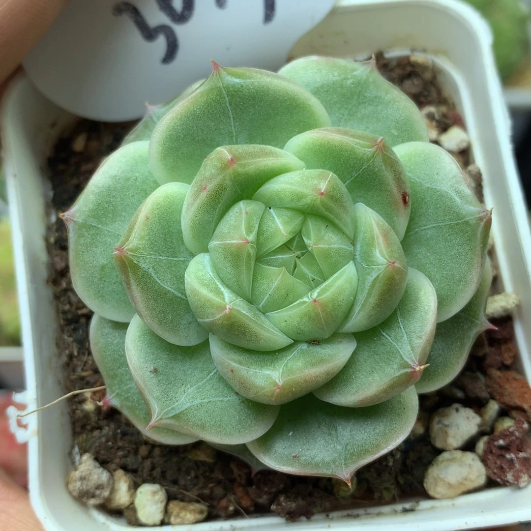 白珠光暗纹麦秆3049