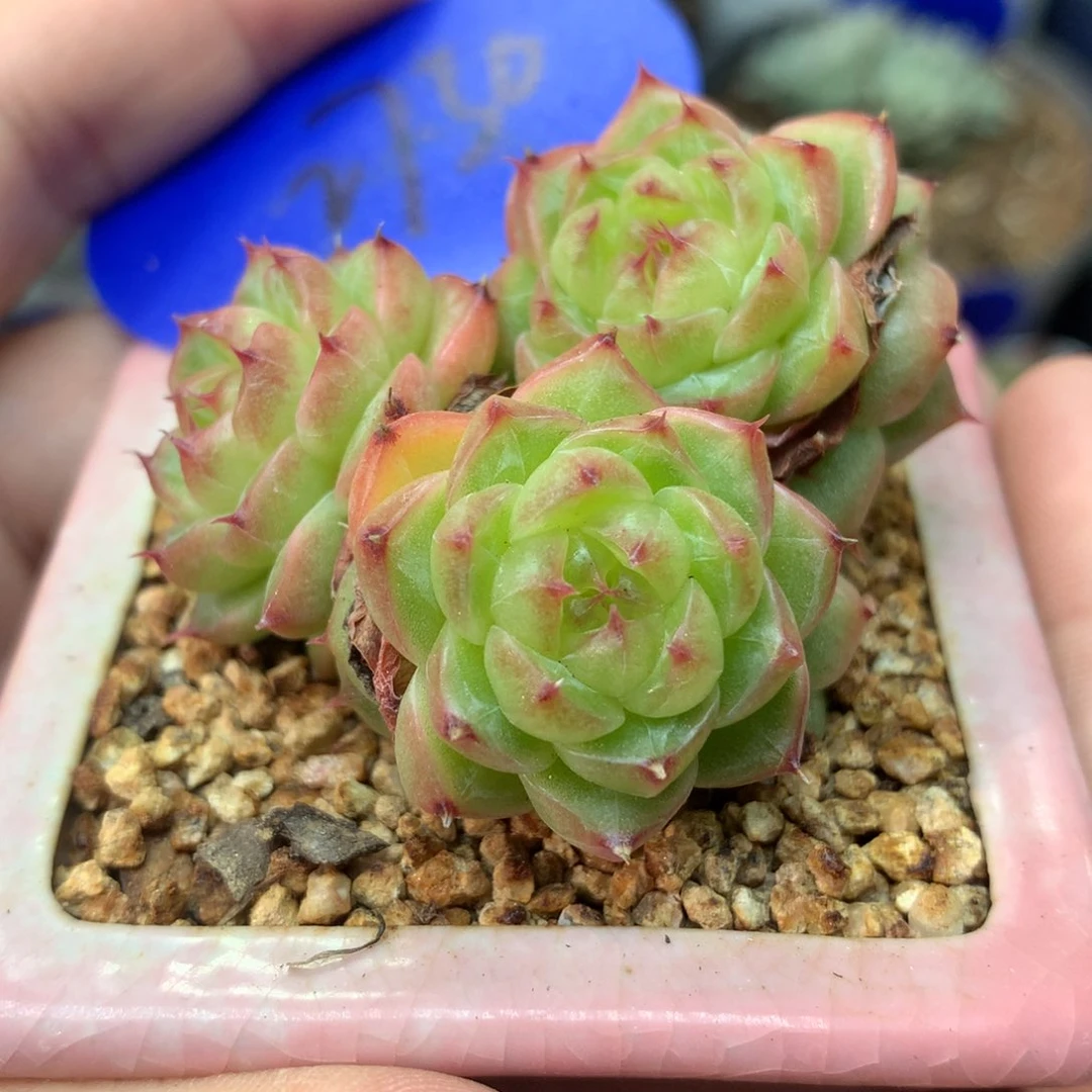 润玉珍妮8头群2730