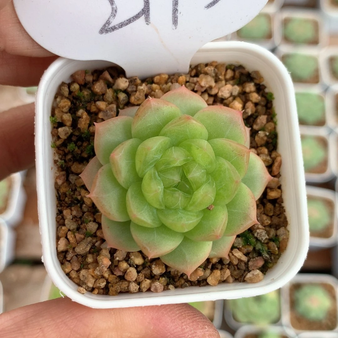 仓*小绿珍妮单头2193