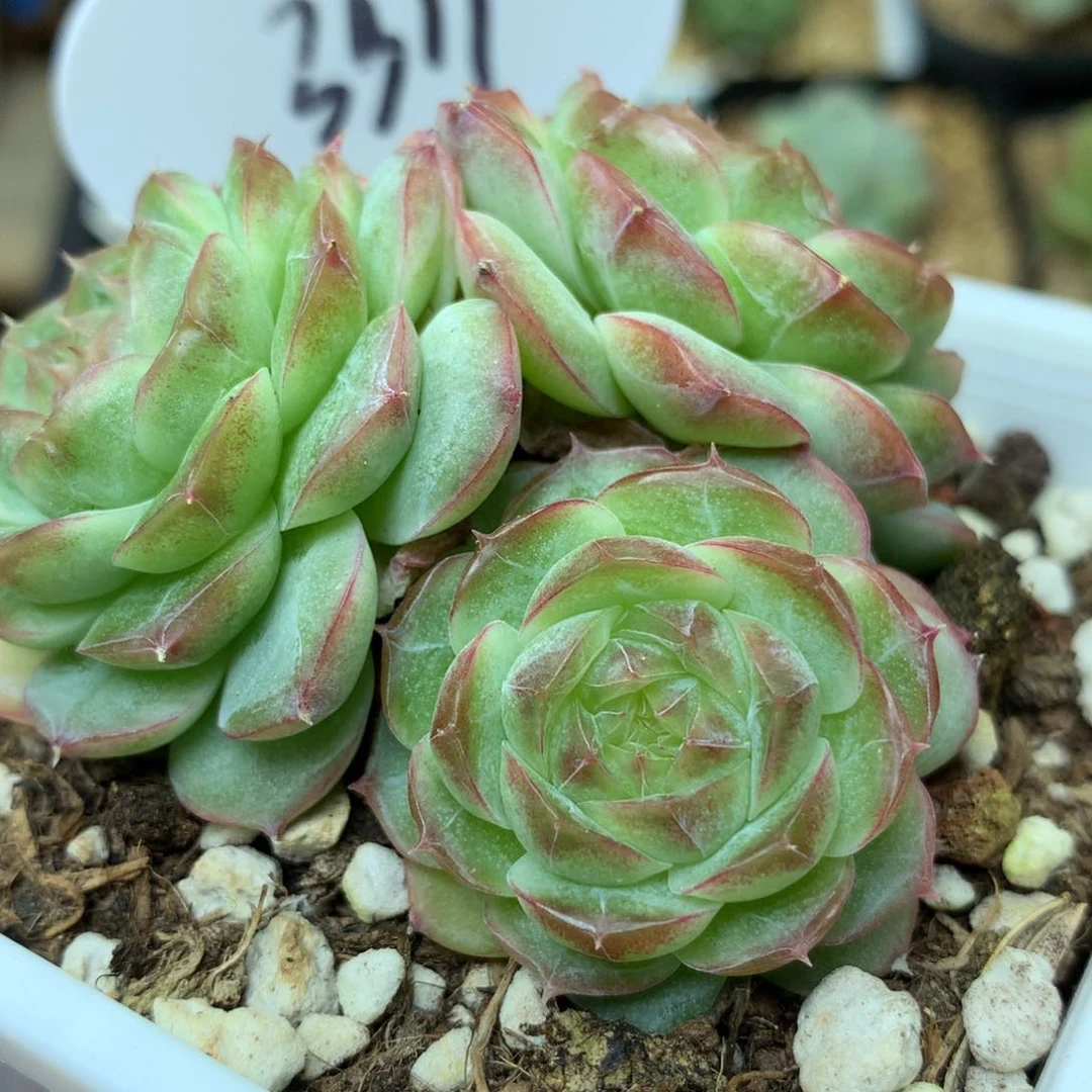 蔷薇珍妮3头群3311