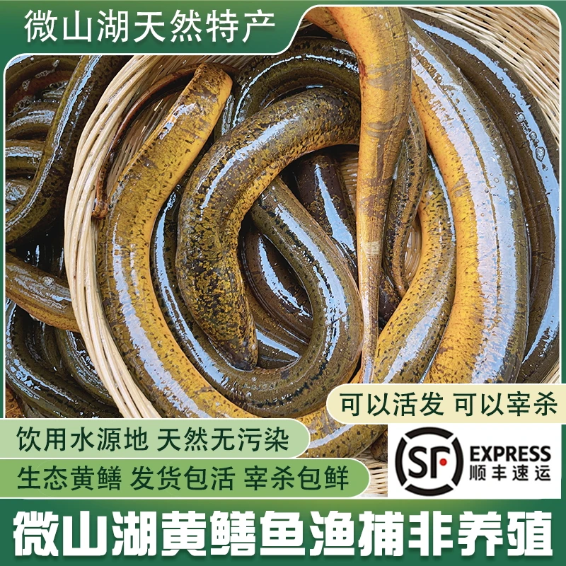 微山湖生态黄鳝鱼生态活鱼可活体发货新鲜现杀净膛去骨鳝丝顺丰