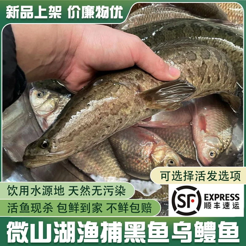 微山湖渔民野捕黑鱼新鲜活鱼现杀可活体发货乌鳢鱼发财鱼蛇鱼炖汤
