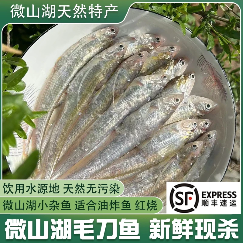 微山湖毛刀鱼新鲜活鱼现杀小河鱼野捕小杂鱼烧烤油炸顺丰包鲜
