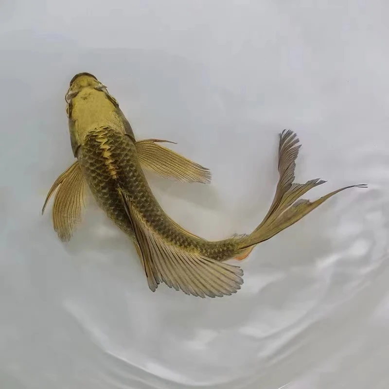 古黄金锦鲤冷水观赏鱼古典黄金纯正血统观赏鱼锦鲤鱼古铜色锦鲤