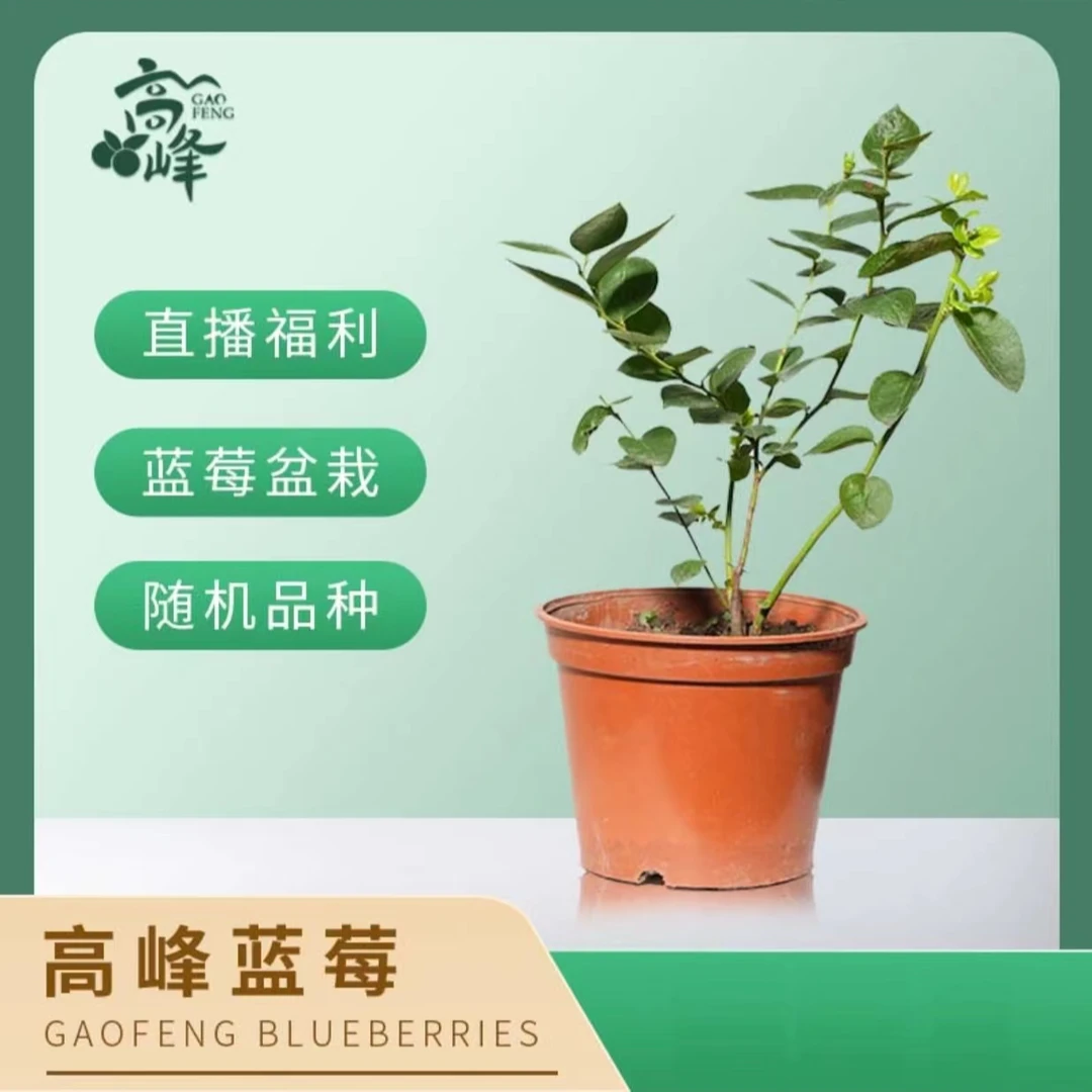 【高峰蓝莓】优质蓝莓组培苗根系发达多年生小钵苗原钵原土适合南北