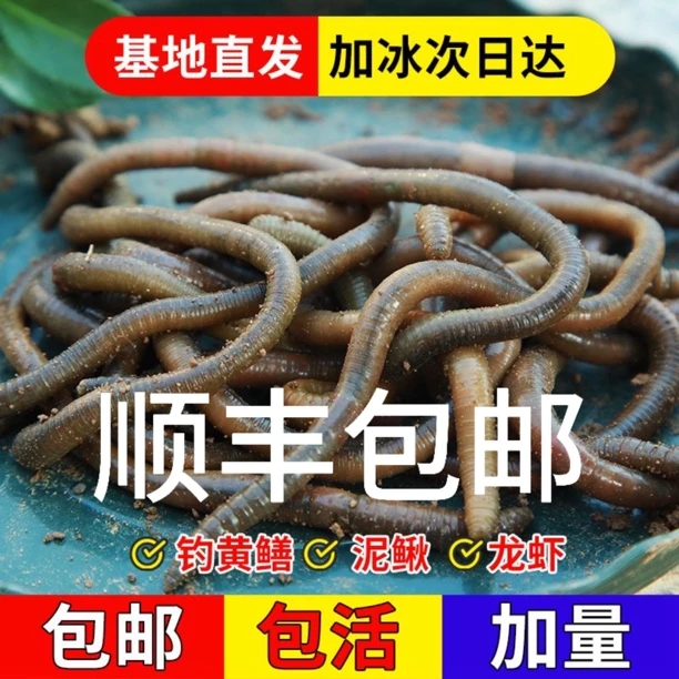 鲜活黑蚯蚓钓黄鳝浓腥活饵青蚯蚓活体野钓鱼饵地龙诱饵