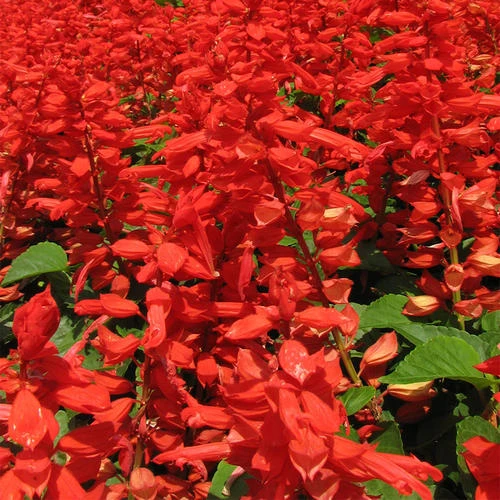 一串红种子四季花种籽花卉种孑庭院阳台花籽矮生花草四季开花花籽