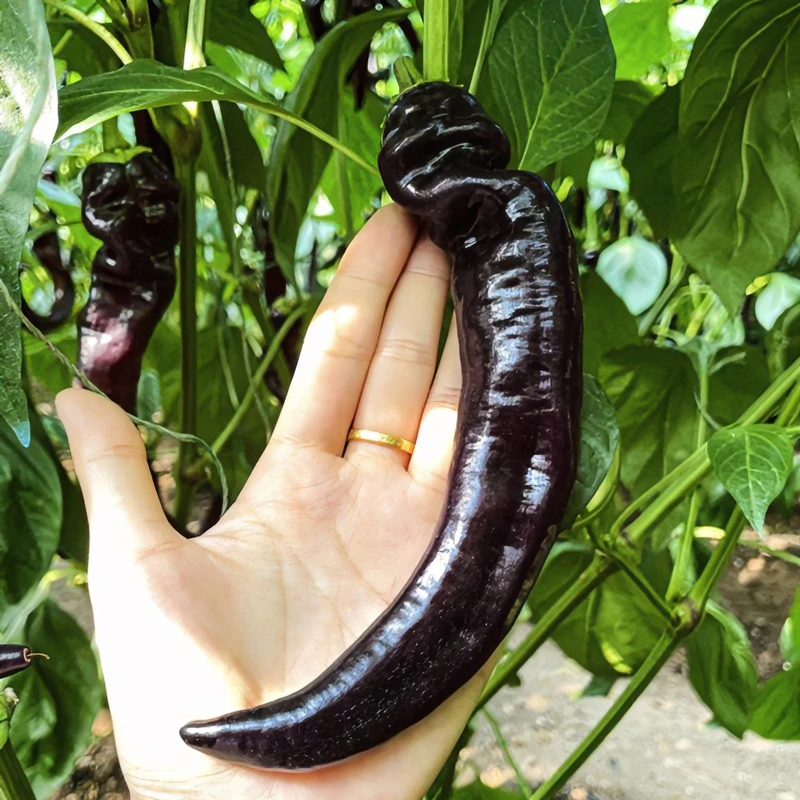 家庭阳台种植黑美人辣椒种子黑紫色辣椒蔬菜瓜果四季夏季简单春季
