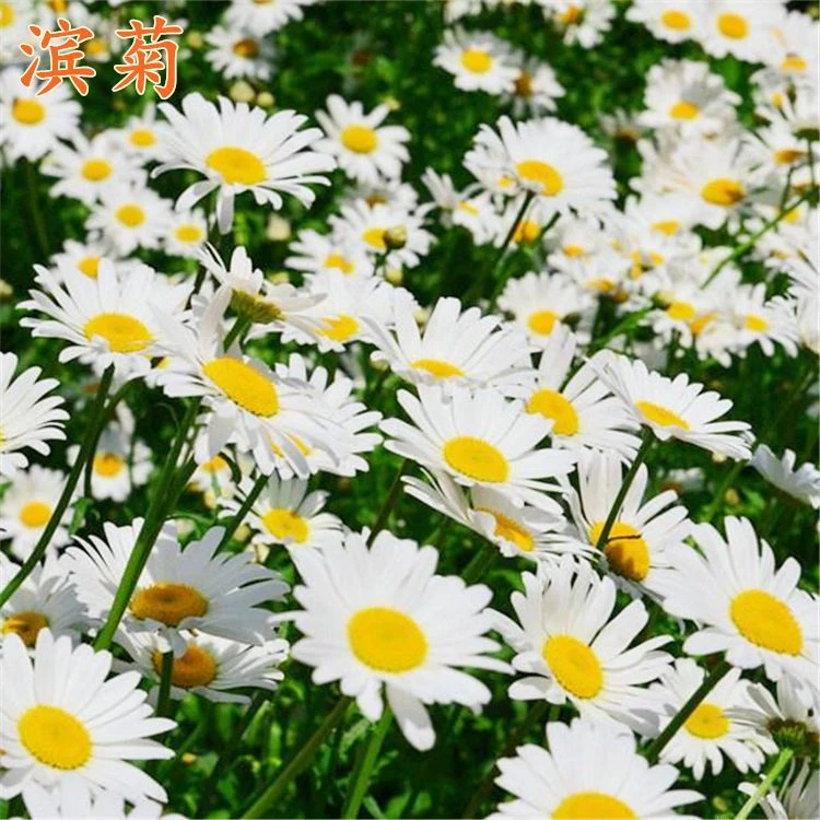 【大滨菊种子】西洋小滨菊多年生宿根花卉春秋播种易活花海