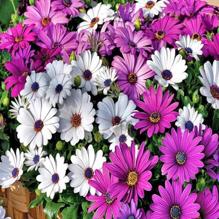 【万寿菊种子】南非菊蓝目菊耐寒景观庭院花卉