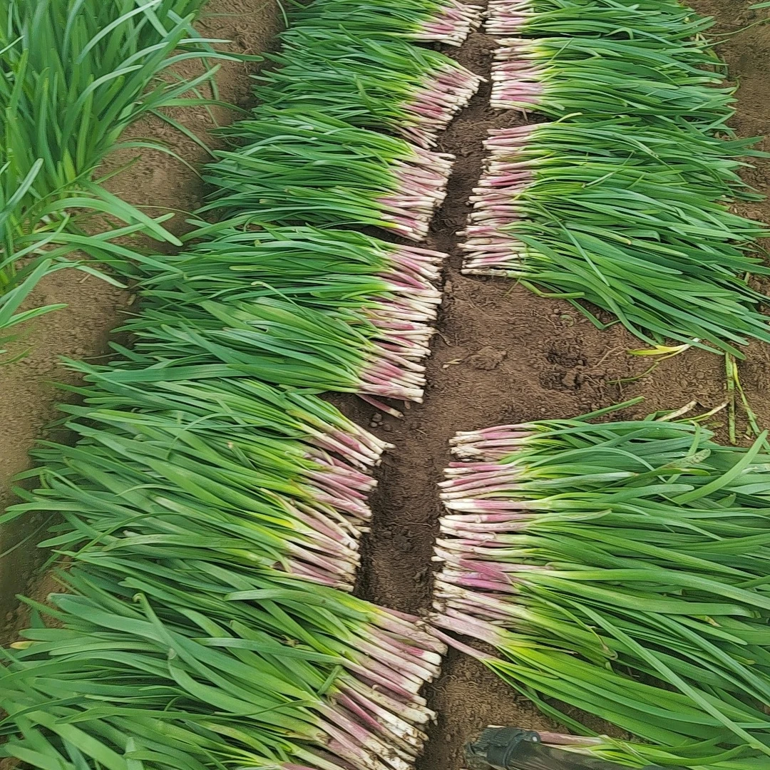 【寒冷可拍】烟台头茬紫根韭菜味足鲜甜红根独根红新鲜蔬菜2-5斤