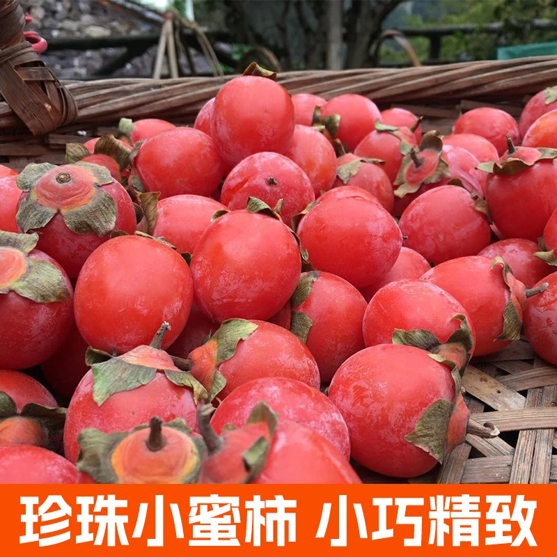 【一定放软之后食用】珍珠小蜜柿火晶柿子现摘现发30枚