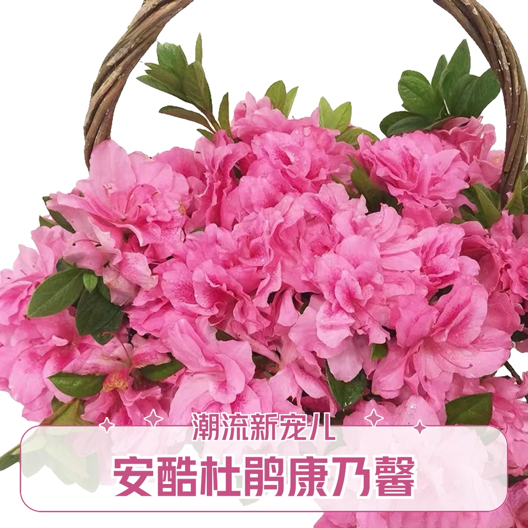 【中号康乃馨】四季安酷杜鹃 好养易活 原盆原土 耐寒耐热