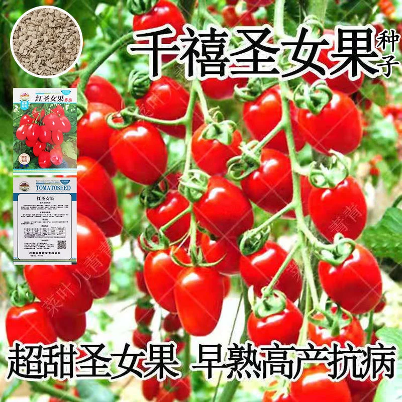 千禧圣女果种子超甜圣女果苗 阳台四季盆栽西红柿种子 樱桃小番茄