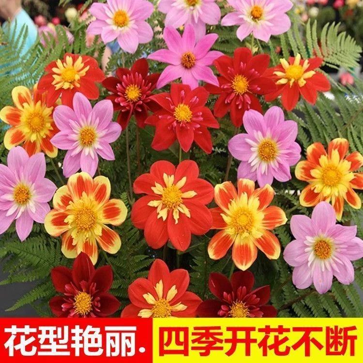 进口小丽花种子四季开花小丽菊大丽菊耐寒庭院室外阳台盆栽花种子