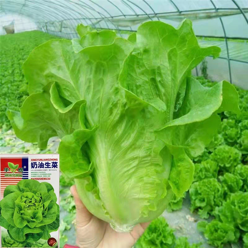 生菜种子四季播种奶油生菜玻璃生菜阳台庭院盆栽种植秋冬蔬菜种子