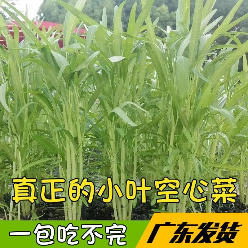 白梗柳叶空心菜种子青菜籽春季夏季四季阳台盆栽白杆小叶空心菜籽