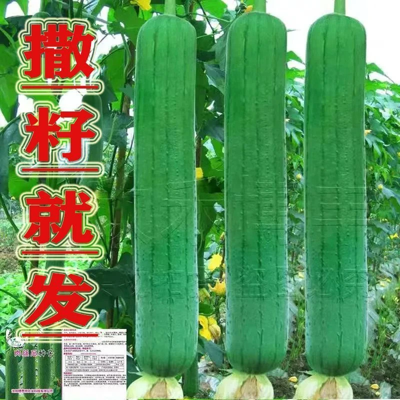 肉丝瓜种子高产早熟瓜种子四季香丝瓜南方北方当季阳台疏蔬菜种子