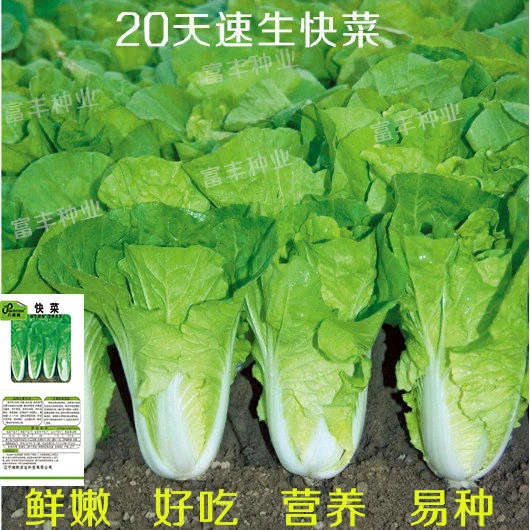 25天速生快菜四季奶油小白菜鲜嫩阳台易播耐热抗病蔬菜种子大全