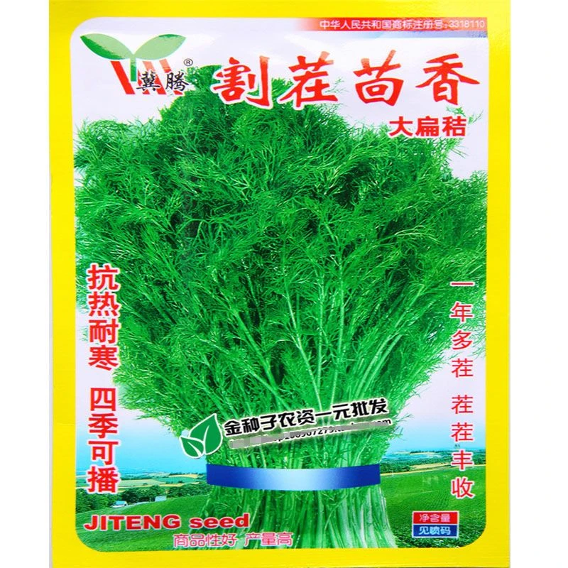 割茬茴香种子四季播速生茴香籽抗热耐寒农家大田庭院蔬菜种子大全