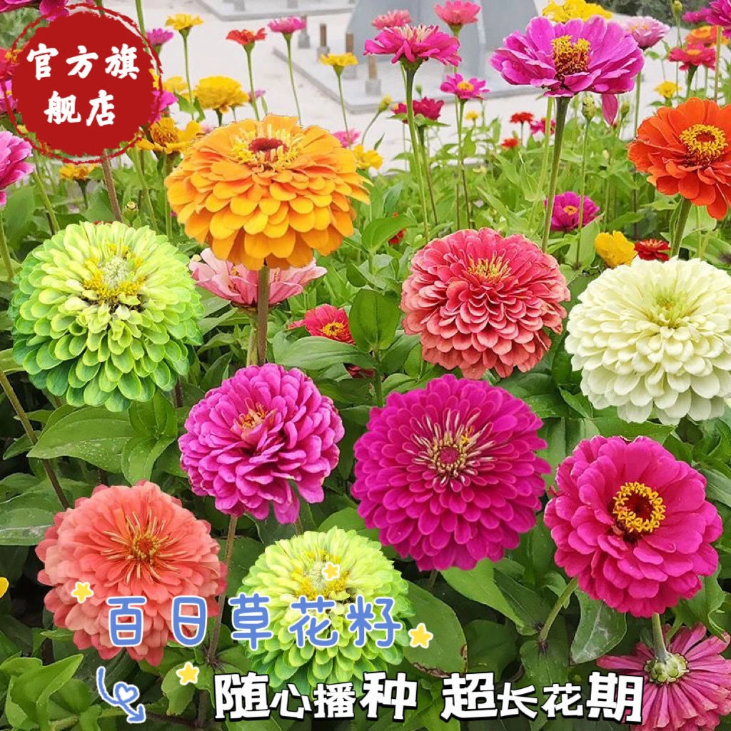 百日草花种子混色百日菊易活花籽四季开花室外庭院阳台步步高种籽
